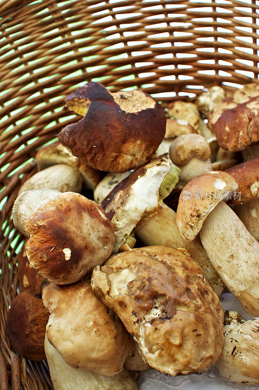 牛肝菌篮(Boletus edulis)刚收集在木材。